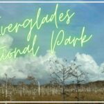 【エバーグレーズ国立公園】子供と歩くトレイルとビジターセンター！水鳥の楽園でワニにも会える